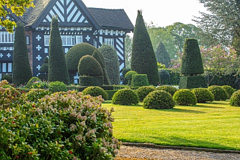 HALL_O_TH_WOOD_CHESHIRE_HOUSE_LAWN_SPRING_APRIL_CLIPPED_TOPIARY_SHAPES_GREEN_YEW_TAXUS