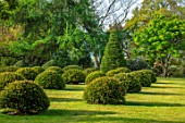 HALL O TH WOOD, CHESHIRE: HOUSE, LAWN, SPRING, APRIL, CLIPPED, TOPIARY, SHAPES, GREEN, YEW, TAXUS, LAWN