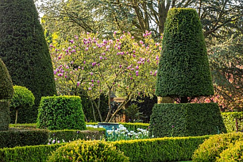 HALL_O_TH_WOOD_CHESHIRE_SPRING_APRIL_CLIPPED_TOPIARY_SHAPES_GREEN_YEW_TAXUS