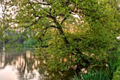 HALL O TH WOOD, CHESHIRE: WATER, LAKE, POND, POOL, SPRING, TREES, MORNING LIGHT