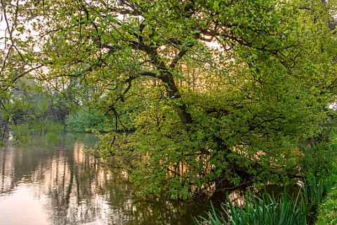 HALL_O_TH_WOOD_CHESHIRE_WATER_LAKE_POND_POOL_SPRING_TREES_MORNING_LIGHT