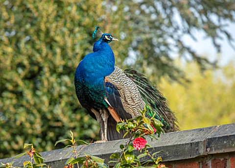 HALL_O_TH_WOOD_CHESHIRE_SPRING_APRIL_PEACOCK_BIRD_PET