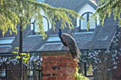 HALL O TH WOOD, CHESHIRE: SPRING, APRIL, PEACOCK, BIRD, PET