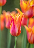 HALL O TH WOOD, CHESHIRE: CLOSE UP PORTRAIT OF ORANGE, YELLOW FLOWERS OF TULIP- TULIPA BALLERINA, BULBS, SPRNG, MAY
