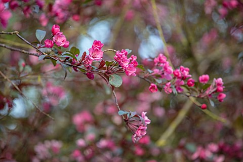 HALL_O_TH_WOOD_CHESHIRE_CLOSE_UP_PORTRAIT_OF_PINK_RED_FLOWERS_OF_MALUS_ROYALTY_BLOOMS_BLOOMING_BLOSS
