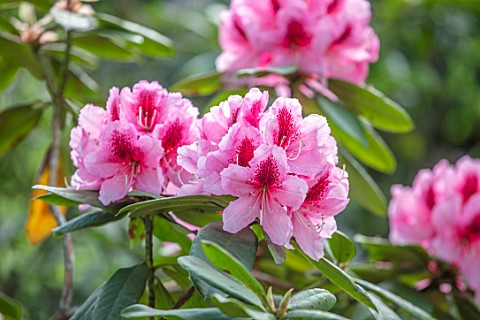 HALL_O_TH_WOOD_CHESHIRE_PINK_MAGENTA_RED_RHODODENDRON_SPRING_APRIL_FLOWERING_BLOOMING_PINK_FLOWERS_W