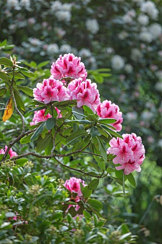 HALL_O_TH_WOOD_CHESHIRE_PINK_RHODODENDRON_SPRING_APRIL_FLOWERING_BLOOMING_PINK_FLOWERS_WOODLAND_SHAD