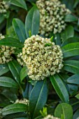 HALL O TH WOOD, CHESHIRE: CLOSE UP OF EMERGING BUDS OF GREEN, CREAM FLOWERS OF SKIMMIA KEW GREEN, WOODLAND, SHADE, SHADY, SHRUBS, SPRING, FLOWERING