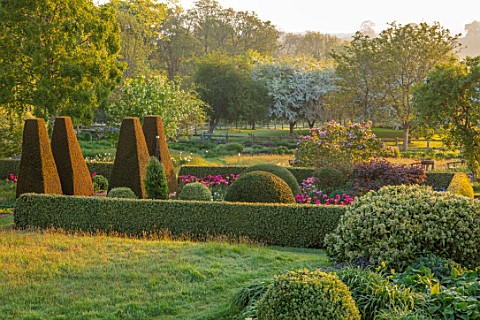 PETTIFERS_OXFORDSHIRE_THE_PARTERRE_IN_SPRING_APRIL_EARLY_MORNING_DAWN_GRASS_LAWN_CLIPPED_YEW_TOPIARY