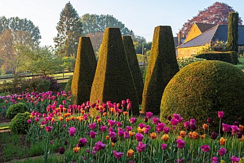 PETTIFERS_OXFORDSHIRE_THE_PARTERRE_IN_SPRING_APRIL_EARLY_MORNING_DAWN_CLIPPED_YEW_TOPIARY_TULIPS_CAI