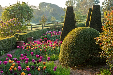 PETTIFERS_OXFORDSHIRE_THE_PARTERRE_IN_SPRING_APRIL_EARLY_MORNING_DAWN_CLIPPED_YEW_TOPIARY_TULIPS_CAI