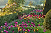 PETTIFERS, OXFORDSHIRE: THE PARTERRE, SPRING, APRIL, EARLY MORNING, DAWN, CLIPPED, YEW TOPIARY, TULIPS CAIRO, BLACK BEAN, BARCELONA, ENGLISH, COUNTRY, GARDEN, BOX, BUXUS