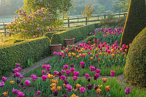 PETTIFERS_OXFORDSHIRE_THE_PARTERRE_SPRING_APRIL_EARLY_MORNING_DAWN_CLIPPED_YEW_TOPIARY_TULIPS_CAIRO_