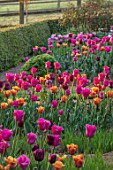 PETTIFERS, OXFORDSHIRE: THE PARTERRE, SPRING, APRIL, EARLY MORNING, DAWN, CLIPPED, TOPIARY, TULIPS CAIRO, BLACK BEAN, BARCELONA, ENGLISH, COUNTRY, GARDEN, BOX, BUXUS