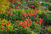PETTIFERS, OXFORDSHIRE: SPRING, APRIL, EARLY MORNING, DAWN, ENGLISH, COUNTRY, GARDEN, BORDER WITH ORANGE FLOWERS OF TULIP - TULIPA BALLERINA, BULBS, FLOWERING, BLOOMING