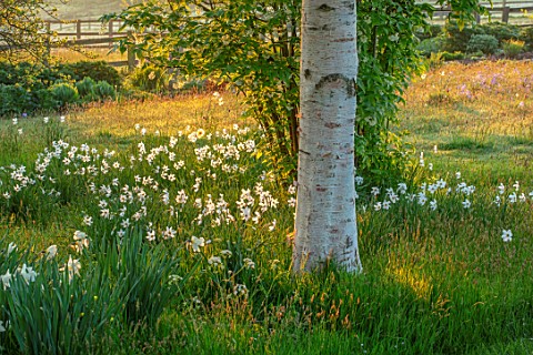PETTIFERS_OXFORDSHIRE_MEADOW_WITH_DAFFODILS_NARCISSUS_MOUNT_HOOD_BULBS_FLOWERING_BLOOMING_MORNING_LI