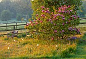 PETTIFERS, OXFORDSHIRE: MEADOW WITH WOODEN SEAT AND PINK FLOWERS OF MAGNOLIA LILIFLORA NIGRA, TREES, SHRUBS, FLOWERING, BLOOMING, MORNING LIGHT, DAWN, SUNRISE, SPRING, APRIL
