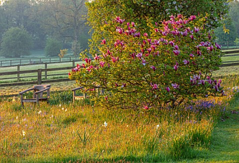 PETTIFERS_OXFORDSHIRE_MEADOW_WITH_WOODEN_SEAT_AND_PINK_FLOWERS_OF_MAGNOLIA_LILIFLORA_NIGRA_TREES_SHR
