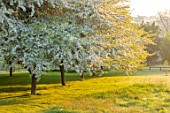 PETTIFERS, OXFORDSHIRE: MEADOW WITH FLOWERS, BLOSSOM OF AVENUE OF  OF MALUS TRANSITORIA, TREES, SHRUBS, FLOWERING, BLOOMING, MORNING LIGHT, DAWN, SUNRISE, SPRING, APRIL, CRAB APPLE