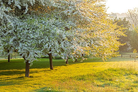 PETTIFERS_OXFORDSHIRE_MEADOW_WITH_FLOWERS_BLOSSOM_OF_AVENUE_OF__OF_MALUS_TRANSITORIA_TREES_SHRUBS_FL