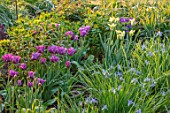 PETTIFERS, OXFORDSHIRE: BORDER, BLUE, PURPLE, FLOWERS OF TULIP - TULIP  BLUE PARROT, GREEN AND WHITE FLOWERS OF TULIPA SPRING GREEN, IRIS LACTEA, SPRING, BULBS, FLOWERING, APRIL