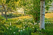 PETTIFERS, OXFORDSHIRE: MEADOW WITH DAFFODILS, NARCISSUS MOUNT HOOD, BULBS, FLOWERING, BLOOMING, MORNING LIGHT, DAWN, SUNRISE, SPRING, APRIL