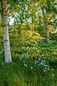 PETTIFERS, OXFORDSHIRE: MEADOW WITH DAFFODILS, NARCISSUS MOUNT HOOD, CORNUS CONTROVERSA VARIEGATA, BULBS, FLOWERING, BLOOMING, MORNING LIGHT, DAWN, SUNRISE, SPRING, APRIL
