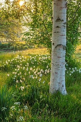 PETTIFERS_OXFORDSHIRE_MEADOW_WITH_DAFFODILS_NARCISSUS_MOUNT_HOOD_BULBS_FLOWERING_BLOOMING_MORNING_LI