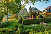 PETTIFERS, OXFORDSHIRE: MEADOW WITH DAFFODILS, NARCISSUS MOUNT HOOD, BULBS, FLOWERING, BLOOMING, MORNING LIGHT, DAWN, SUNRISE, SPRING, APRIL, PARTERRE, YEW, BOX TOPIARY, CLIPPED