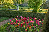 PETTIFERS, OXFORDSHIRE: BULBS, FLOWERING, BLOOMING, MORNING LIGHT, SUNRISE, SPRING, APRIL, PARTERRE, YEW, BOX TOPIARY, CLIPPED, TULIPS BARCELONA, BLACK BEAN, CAIRO