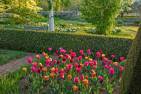 PETTIFERS_OXFORDSHIRE_BULBS_FLOWERING_BLOOMING_MORNING_LIGHT_SUNRISE_SPRING_APRIL_PARTERRE_YEW_BOX_T