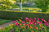 PETTIFERS, OXFORDSHIRE: BULBS, FLOWERING, BLOOMING, MORNING LIGHT, SUNRISE, SPRING, APRIL, PARTERRE, CLIPPED, BOX TOPIARY, CLIPPED, TULIPS BARCELONA, BLACK BEAN, CAIRO
