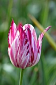 PETTIFERS, OXFORDSHIRE: CLOSE UP OF PINK, MAGENTA WHITE FLOWERS OF TULIP SHOWING VIRUS - TULIPA SANNE, BULBS, SPRING, APRIL, VELVETY, PETALS