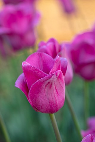 PETTIFERS_OXFORDSHIRE_CLOSE_UP_OF_DEEP_PINK_FLOWERS_OF_TULIPS__TULIP_BARCELONA_BULBS_SPRING_APRIL_VE