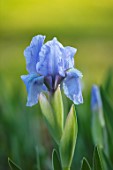 PETTIFERS, OXFORDSHIRE: CLOSE UP PORTRIAT OF PALE BLUE, GREY FLOWERS OF MIONIATURE IRIS TINKERBELL, BULBS, SPRING, APRIL