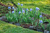 PETTIFERS, OXFORDSHIRE: ROCK GARDEN, LAWN, GRAVEL BED, BORDER, PALE BLUE, GREY FLOWERS OF MIONIATURE IRIS TINKERBELL, BULBS, SPRING, APRIL