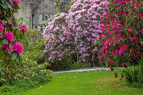 GRAVETYE_MANOR_SUSSEX_COUNTRY_GARDEN_APRIL_SPRING_RHODODENDRONS_IN_THE_WOODLAND_GARDEN_WITH_MANOR_BE