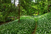 APRIL COTTAGE, WORCESTERSHIRE: COUNTRY GARDEN, APRIL, SPRING, WOODLAND, SHADE, SHADY, WHITE FLOWERS OF RANSOMES, WILD GARLIC, ALLIUM URSINUM, NATURAL, WILDFLOWERS