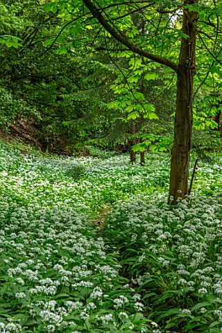 APRIL_COTTAGE_WORCESTERSHIRE_COUNTRY_GARDEN_APRIL_SPRING_WOODLAND_SHADE_SHADY_WHITE_FLOWERS_OF_RANSO