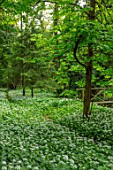 APRIL COTTAGE, WORCESTERSHIRE: COUNTRY GARDEN, APRIL, SPRING, WOODLAND, SHADE, SHADY, WHITE FLOWERS OF RANSOMES, WILD GARLIC, ALLIUM URSINUM, NATURAL, WILDFLOWERS