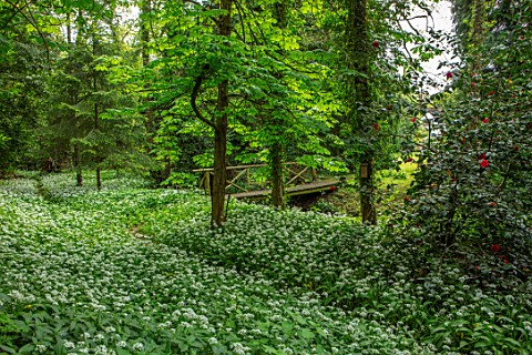 APRIL_COTTAGE_WORCESTERSHIRE_COUNTRY_GARDEN_APRIL_SPRING_WOODLAND_SHADE_SHADY_WHITE_FLOWERS_OF_RANSO