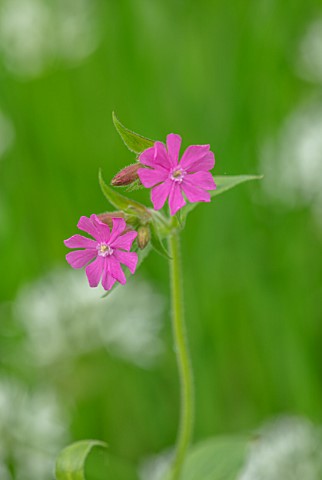 APRIL_COTTAGE_WORCESTERSHIRE_CLOSE_UP_OF_WILDFLOWER_PINK_FLOWERS_OF_SILENE_DIOICA_RED_CAMPION_WILDFL