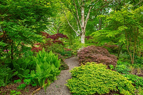 THE_PICTON_GARDEN_AND_OLD_COURT_NURSERIES_WORCESTERSHIRE_PATH_SHADE_SHADY_WOODLAND_ACERS_ACER_LITTLE