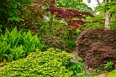 THE PICTON GARDEN AND OLD COURT NURSERIES, WORCESTERSHIRE: PATH, SHADE, SHADY, WOODLAND, ACERS, ACER LITTLE PRINCESS, MATTEUCIA STRUTHIOPTERIS, GREEN, MAPLES
