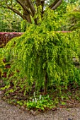 THE PICTON GARDEN AND OLD COURT NURSERIES, WORCESTERSHIRE: GREEN LEAVES, FOLIAGE OF CEDRUS DEODORA PENDULA, SPRING, MAY, EVERGREENS, MAY, SPRING