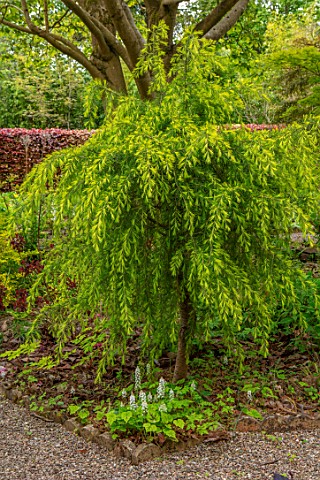 THE_PICTON_GARDEN_AND_OLD_COURT_NURSERIES_WORCESTERSHIRE_GREEN_LEAVES_FOLIAGE_OF_CEDRUS_DEODORA_PEND