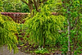 THE PICTON GARDEN AND OLD COURT NURSERIES, WORCESTERSHIRE: GREEN LEAVES, FOLIAGE OF CEDRUS DEODORA PENDULA, SPRING, MAY, EVERGREENS, MAY, SPRING