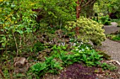 THE PICTON GARDEN AND OLD COURT NURSERIES, WORCESTERSHIRE: GREEN LEAVES, SPRING, MAY, EVERGREENS, MAY, SPRING, LUNARIA REDIVIVA, VERATRUM NIGRUM, SHADE, SHADY