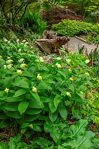 THE_PICTON_GARDEN_AND_OLD_COURT_NURSERIES_WORCESTERSHIRE_MAIANTHEMUM_RACEMOSUM__TREACLEBERRY_SOLOMON