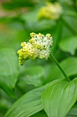 THE PICTON GARDEN AND OLD COURT NURSERIES, WORCESTERSHIRE: MAIANTHEMUM RACEMOSUM - TREACLEBERRY, SOLOMONS PLUME, PERENNIALS, WHITE, CREAM, FLOWERS, BLOOMS, SHADE, SHADY